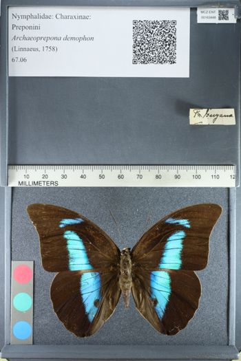 Media type: image;   Entomology 163448
